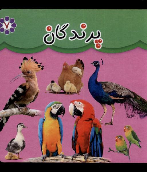 کتاب مقوایی 7 پرندگان